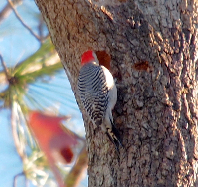 [This is the back view of the woodpecker with its head facing into what appears to be a hole in the tree.]
